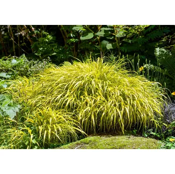 Sazenice levandule-online.cz Rákosovka velká 'Aureola'