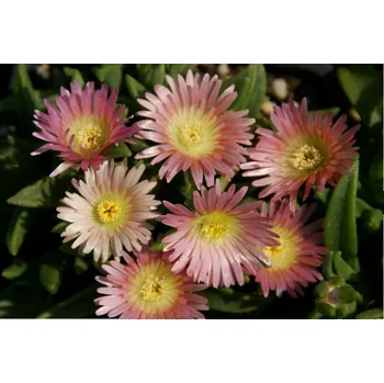 Sazenice levandule-online.cz Kosmatec - Delosperma sutherlandii " peach Star "