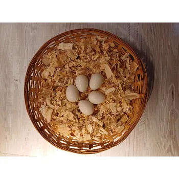 Chov hospodářského zvířete Vejce plastové malé pro křepelky a holuby