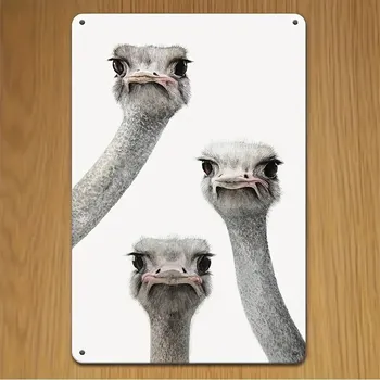 Plechová cedule BAF Kovová cedule 3 x pštros 30 x 20 cm