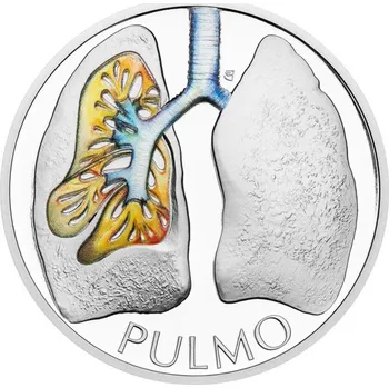 2025 - Plíce - Dýchací soustava - Lidské tělo