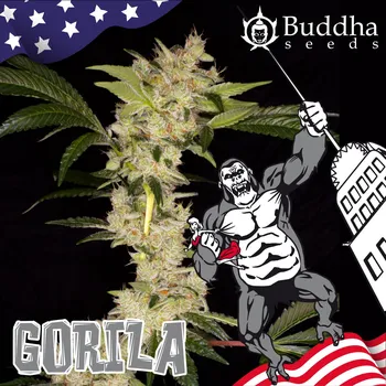Semeno Buddha Seeds - Gorila 3 ks
