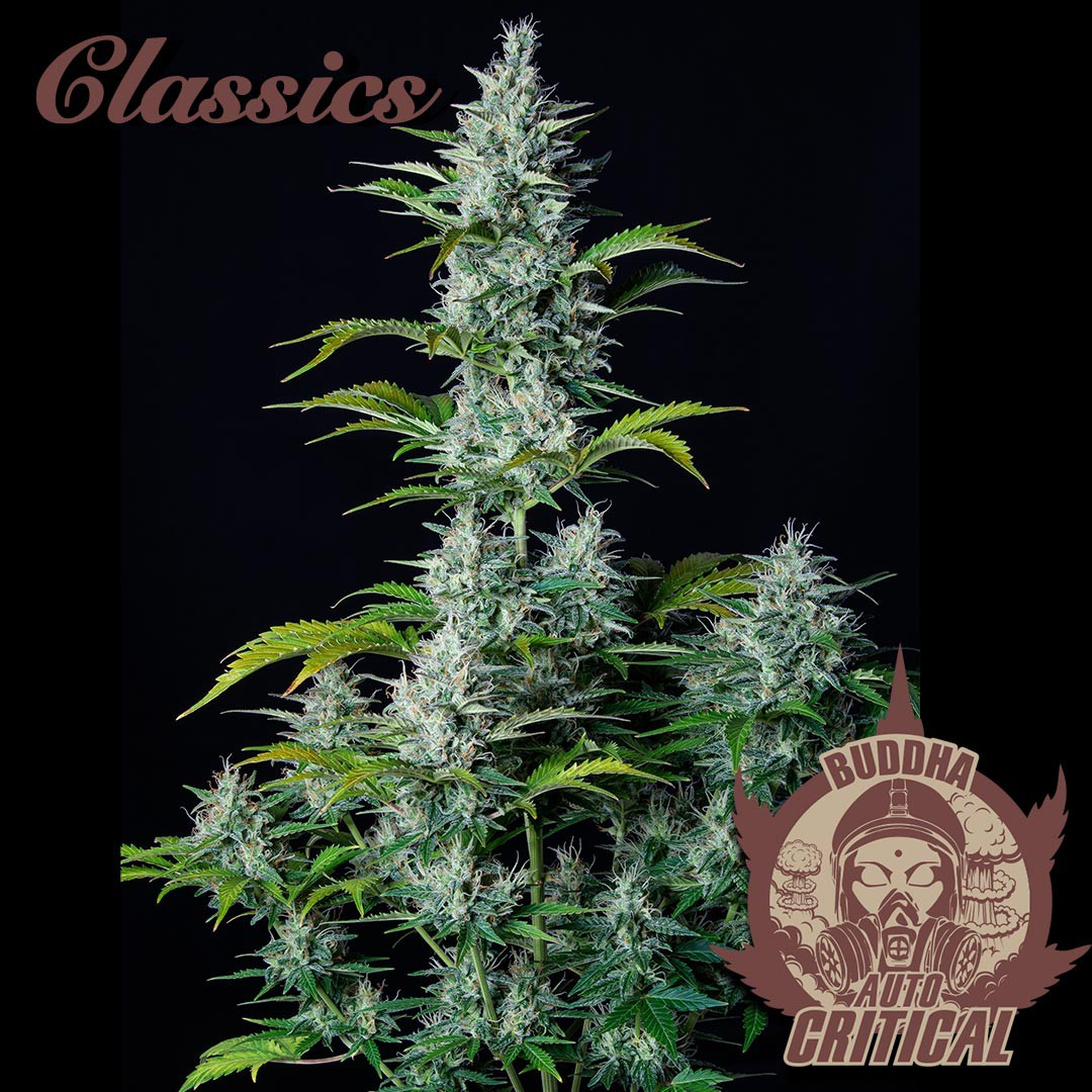 Buddha Seeds - Auto Critical 3 ks