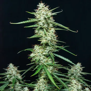 Semeno Buddha Seeds - Syrup Auto 5 ks