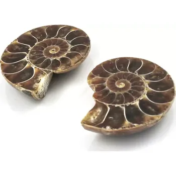 Fosilie Amonit Madagaskar – pár č. 5