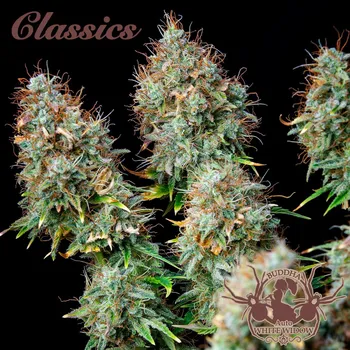 Semeno Buddha Seeds - Auto White Widow 3 ks