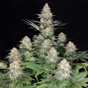 Semeno Buddha Seeds - Kraken 3 ks