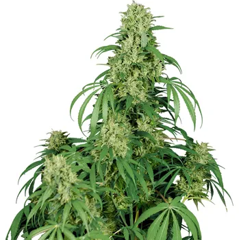 Semeno Buddha Seeds - Calamity Jane Auto 3 ks