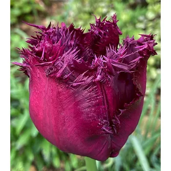 Cibulovina Tulipán Gorilla 10 ks