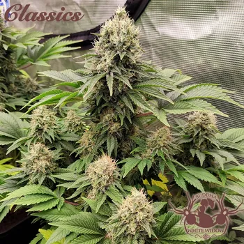 Semeno Buddha Seeds - White Widow 1 ks