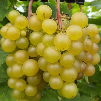 Sazenice Réva vinná Refren 2L