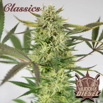 Semeno Buddha Seeds - Diesel 1 ks