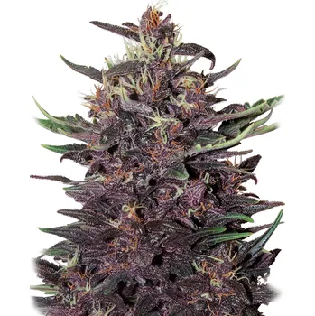 Semeno Buddha Seeds - Buddha Purple Kush Auto 3 ks