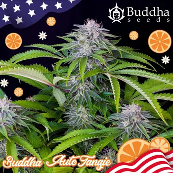 Semeno Buddha Seeds - Auto Tangie 1 ks