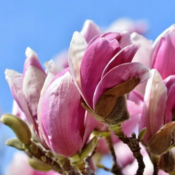 Sazenice Magnolie () Sazenice Magnolie