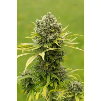 Semeno Auto Power konopí 1 kus