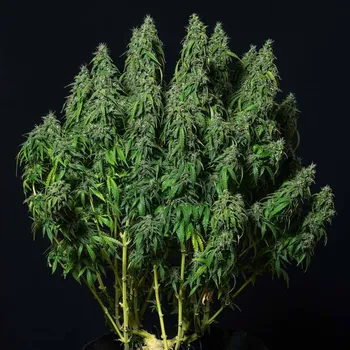 Semeno Buddha Seeds - Magnum Auto 1 ks