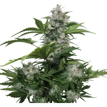 Semeno Buddha Seeds - White Dwarf Auto 5 ks
