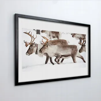 Obraz Moderní foto obraz v rámu Sobi zima 60x40