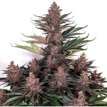 Semeno Buddha Seeds - Buddha Purple Kush 25 ks