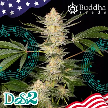 Pěstitelství Buddha Seeds - Buddha DoSi2 1 ks