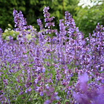 Dámské pantofle 3Pagen Šanta kočičí fialová