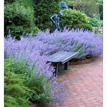 Sazenice Šanta kočičí ´WALKERS LOW®´ kont. 0,5 l