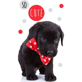 Carbotex Bavlněný froté ručníček 30x50 cm - Roztomilé štěňátko