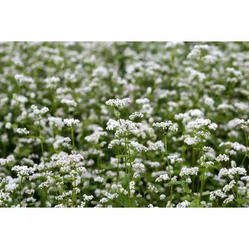 Semeno Pohanka osivo hmotnost: 1 kg