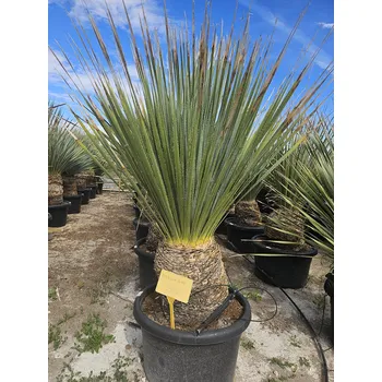 Sazenice Dasylirion Wheeleri - Wheeleri 100lt