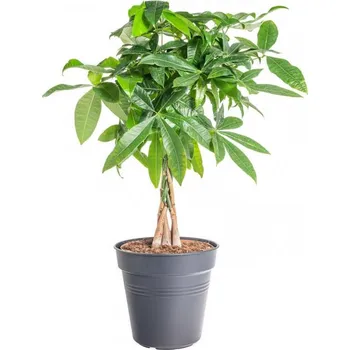 Sazenice Pachira vodní, Pachira aquatica, průměr květináče 24 cm