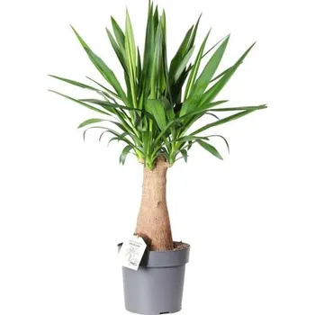 Sazenice Juka obrovská, Yucca elephantipes, na kmínku, průměr květináče 24 cm
