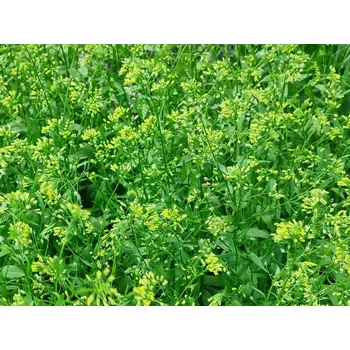 Semeno Lnička setá Zuzana 10 g