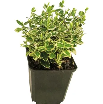 Květináč Brslen Fortunův bílý FloraSelf Euonymus fortunei 'Emerald n Gaiety' 10/15 výhonků květináč Ø 9 cm