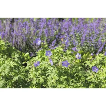Květináč Kakost FloraSelf Geranium 'Johnson's Blue' výška 5-15 cm květináč 0,5 l