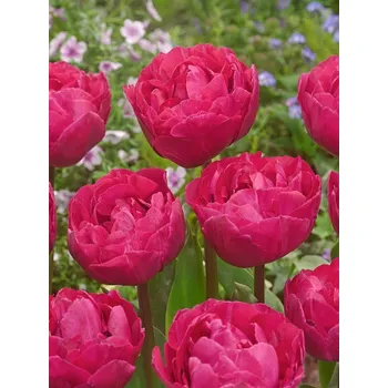 Cibulovina Tulipán Margarita 10 ks