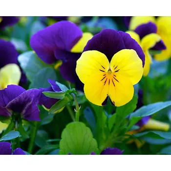 Koření Horňácká farma BIO Maceška mini - sušené květy, 0,5 g