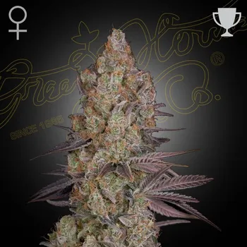 Semeno Green House Seed - Exodus Cheese 1 ks