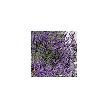 Sazenice Lavandula angustifolia Imperial Gem