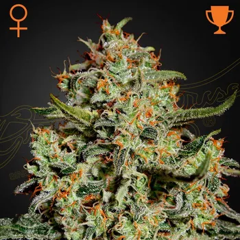 Semeno Green House Seed - Big Bang 1 ks