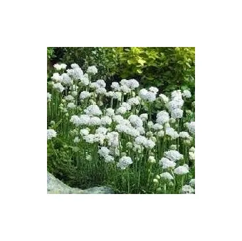 Sazenice Armeria maritima Armada White