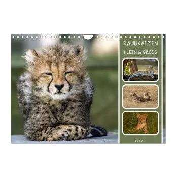 Diář Raubkatzen - groß & klein (Wandkalender 2026 DIN A4 quer), CALVENDO Monatskalender: Raubkatzen groß & klein Wildlife & Tierpark. DE – Calvendo,MoNo-Foto (DE)