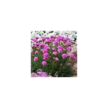 Sazenice Armeria maritima Armada Rose