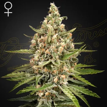 Semeno Green House Seed - Bubba Slush 1 ks