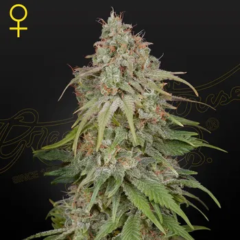 Semeno Green House Seed - GH Amnesia 1 ks
