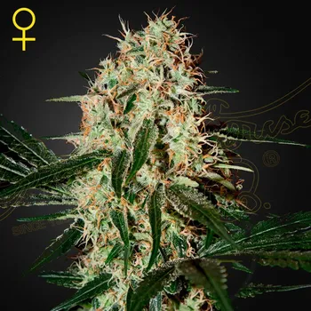 Semeno Green House Seed - Arjans Haze #3 1 ks