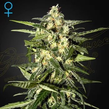 Semeno Green House Seed - Jack Herer Auto 1 ks
