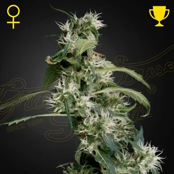 Semeno Green House Seed - Arjans Ultra Haze #2 (Mango Haze) 5 ks