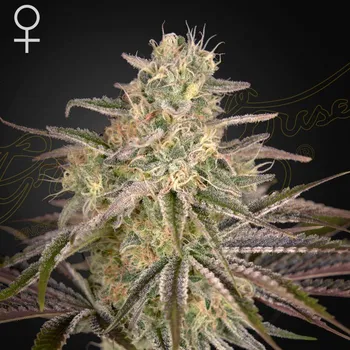 Semeno Green House Seed - Cloud Walker 1 ks