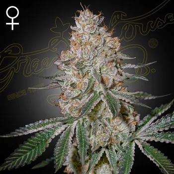 Semeno Green House Seed - HighCloudZ 1 ks